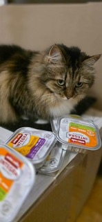 Hilfe für die bedürftige Tiere in der Ukraine. Verein Ukrainer in Karlsruhe