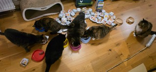 Tiere brauchen auch Hilfe. Spendenaufruf, Verein Ukrainer in Karlsruhe