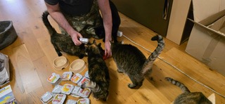 Hilfe für die bedürftige Tiere in der Ukraine. Verein Ukrainer in Karlsruhe